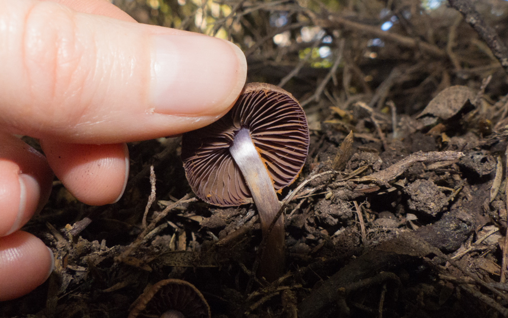 Gills of a Cortinarius species found in Otari-Wilton Bush.