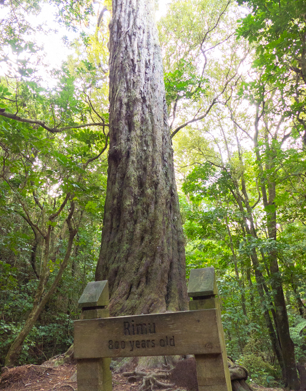 800-year-old rimu tree. This is a beautiful native hardwood.