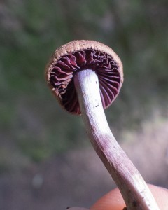 Cortinarius sp.