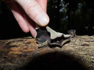 Wood-Ear Fungus (Auricularia sp).