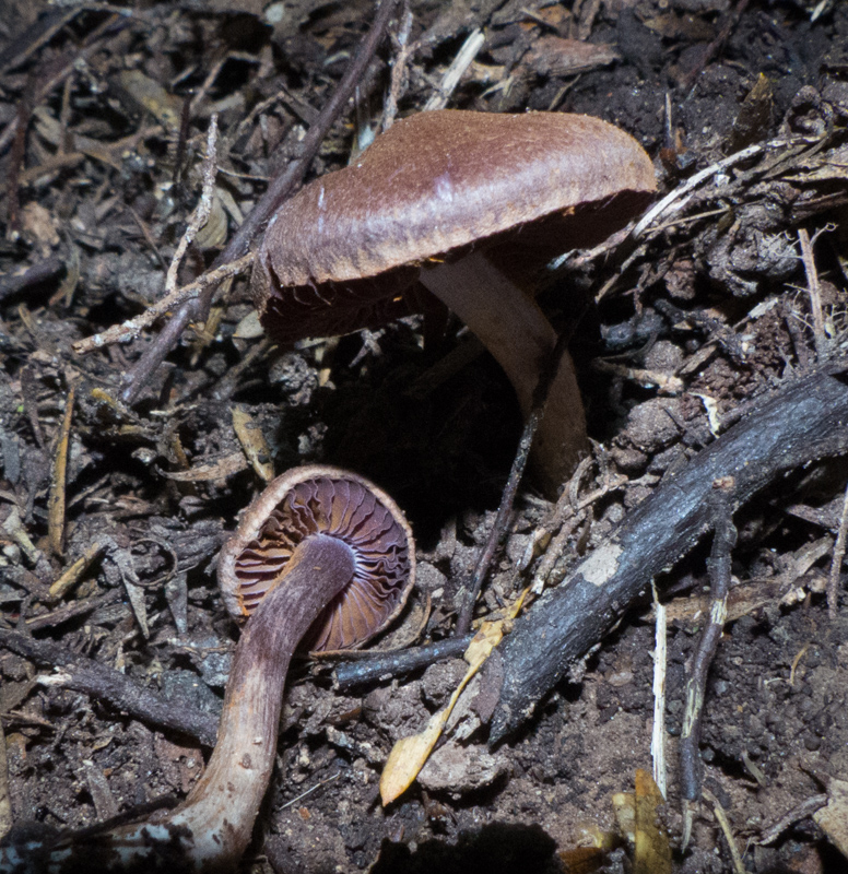 Cortinarius sp.