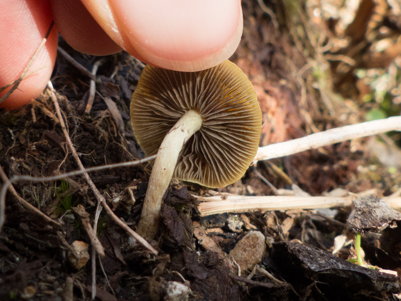 Hypholoma species. Photo by Amy Earl.