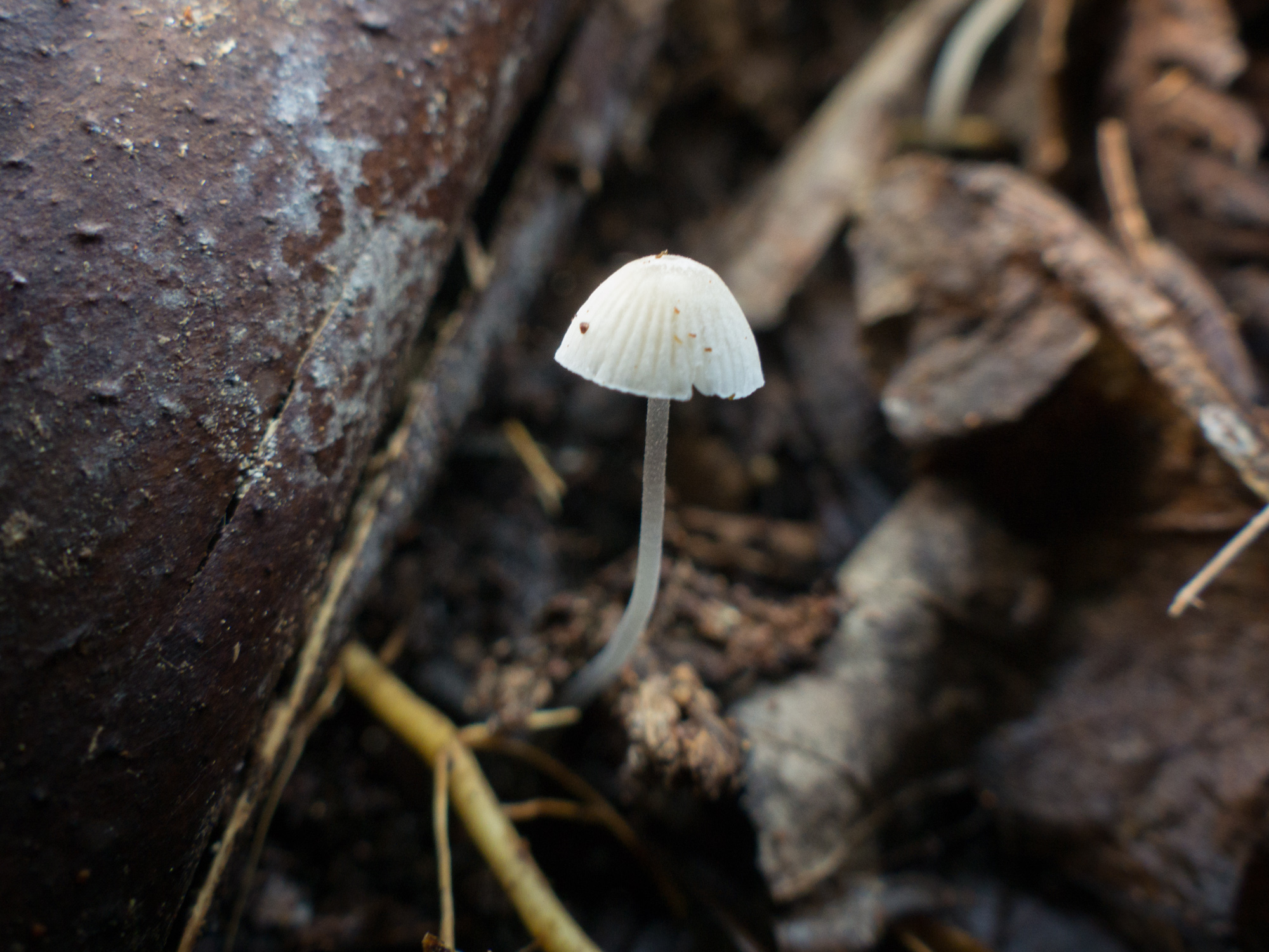 Mycena sp.