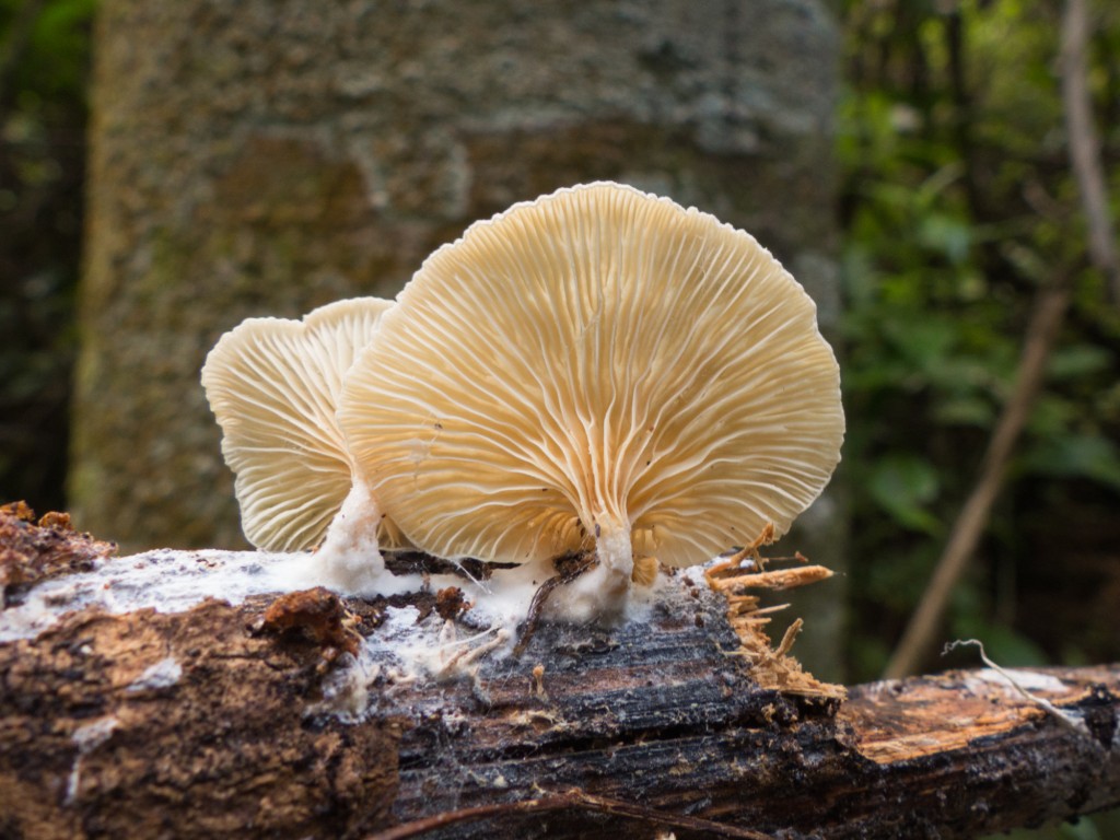 Possibly Crepidotus applanatus 