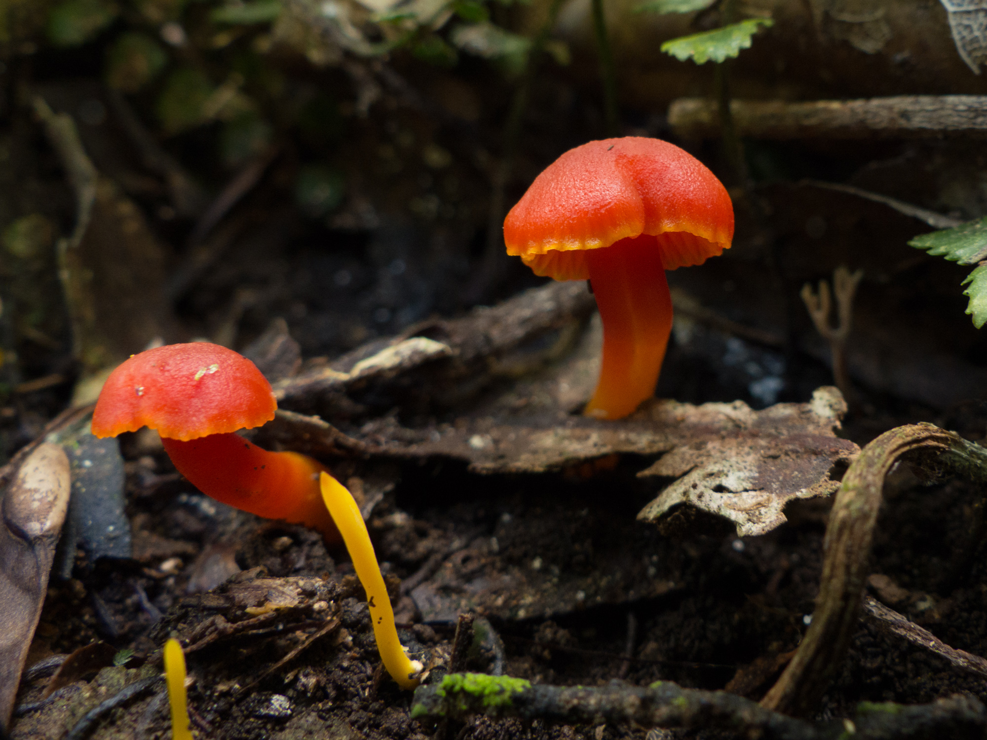 Red waxy caps with two different species of coral fungi