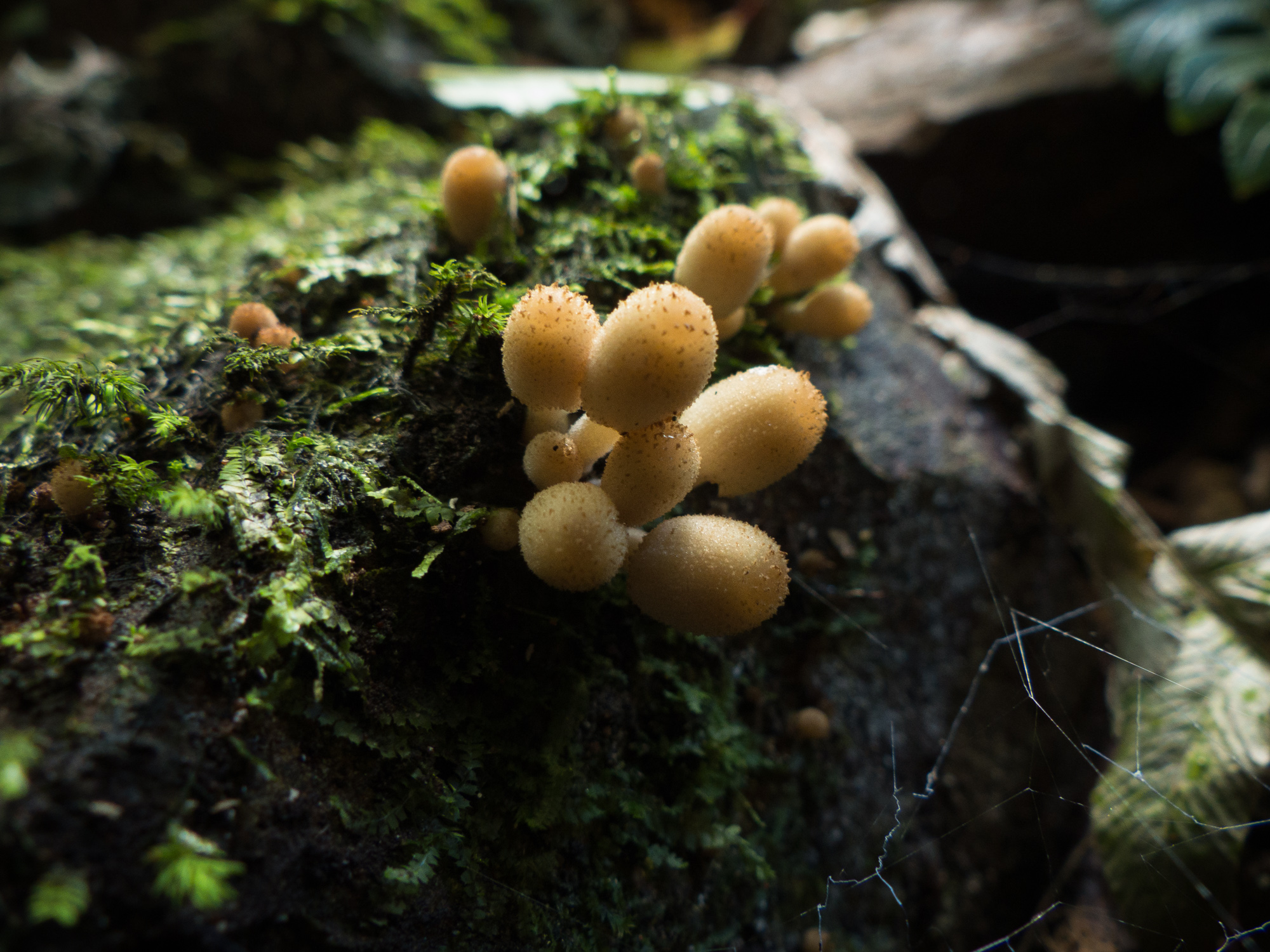 Coprinellus disseminatus - Fairy Inkcap