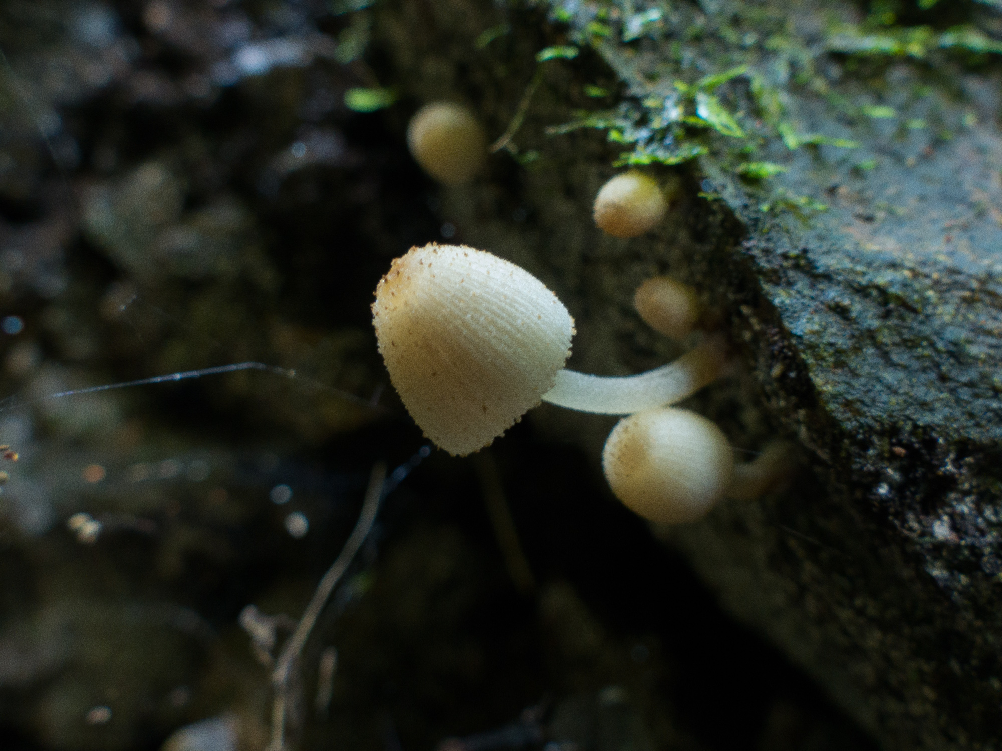 Coprinellus disseminatus